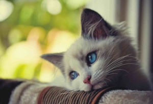 imagen de gato triste